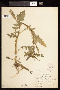 Rorippa palustris subsp. hispida image