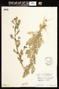 Rorippa palustris subsp. hispida image