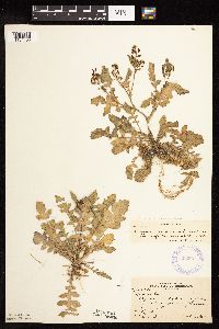 Rorippa palustris subsp. hispida image