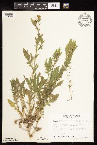 Rorippa palustris subsp. hispida image