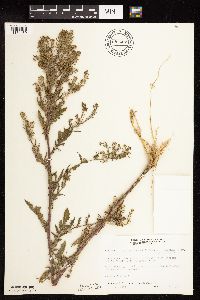 Rorippa palustris subsp. hispida image