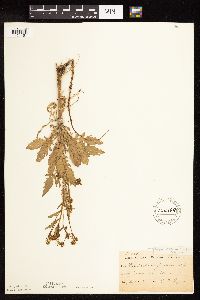 Rorippa palustris subsp. hispida image