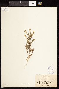 Rorippa palustris subsp. hispida image