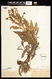 Rorippa palustris subsp. hispida image