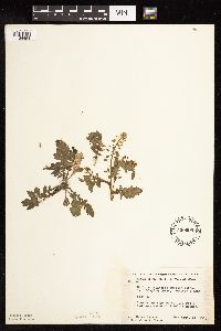 Rorippa palustris subsp. hispida image