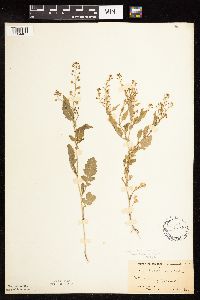 Rorippa palustris subsp. hispida image