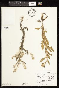 Rorippa palustris subsp. hispida image