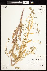 Rorippa palustris subsp. hispida image