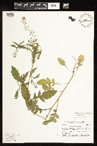 Rorippa palustris subsp. hispida image