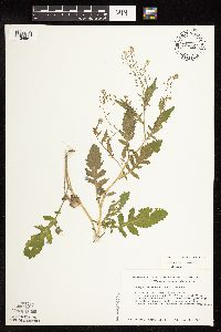 Rorippa palustris subsp. hispida image