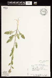Rorippa palustris subsp. hispida image