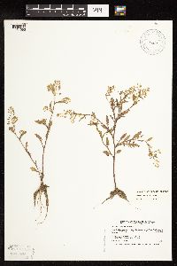 Rorippa palustris subsp. hispida image