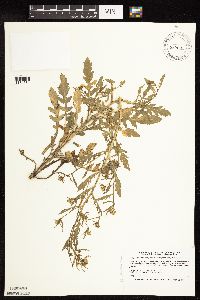 Rorippa palustris subsp. hispida image