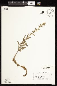 Rorippa palustris subsp. hispida image