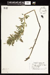 Rorippa palustris image