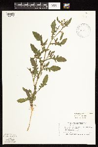 Rorippa palustris image