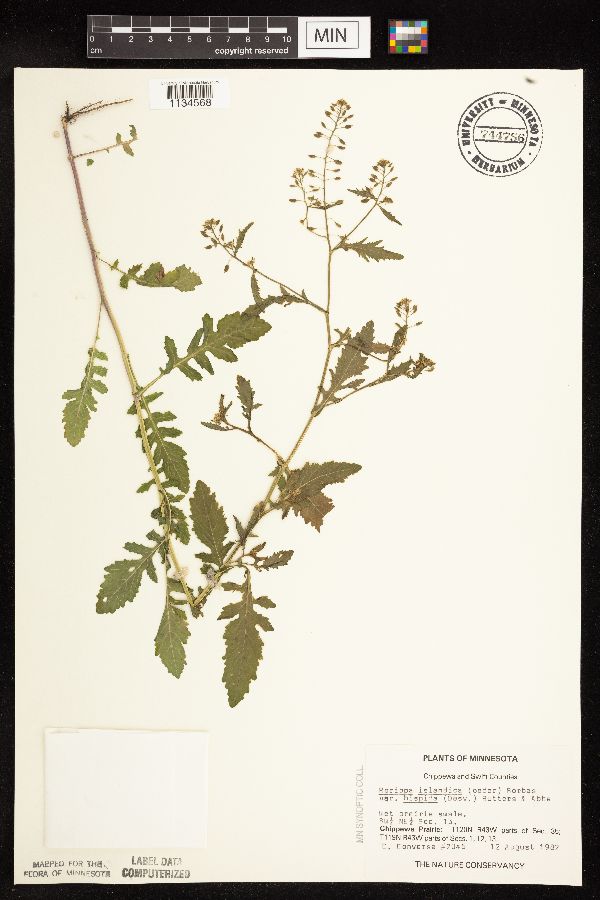 Rorippa palustris subsp. hispida image