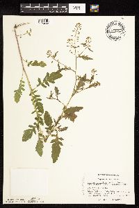 Rorippa palustris image