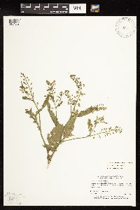 Rorippa palustris image