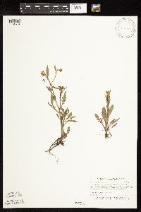 Rorippa palustris subsp. hispida image