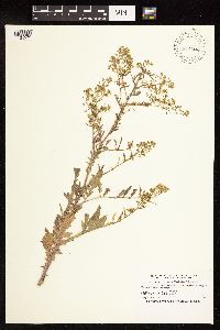 Rorippa palustris subsp. hispida image