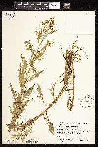 Rorippa palustris subsp. hispida image