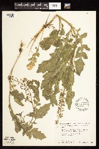 Rorippa palustris subsp. hispida image