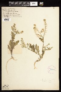 Rorippa palustris subsp. hispida image