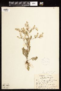 Rorippa palustris subsp. hispida image