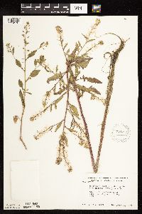 Rorippa palustris subsp. hispida image