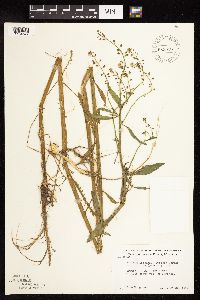 Rorippa palustris subsp. hispida image