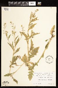 Rorippa palustris subsp. hispida image