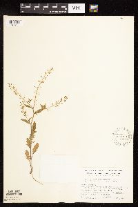 Rorippa palustris subsp. hispida image