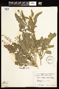 Rorippa palustris subsp. hispida image