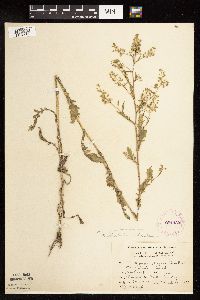 Rorippa palustris subsp. hispida image