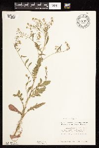 Rorippa palustris subsp. palustris image