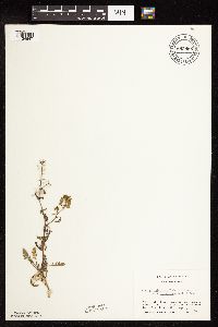 Rorippa palustris subsp. palustris image