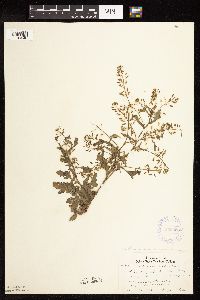 Rorippa palustris subsp. palustris image