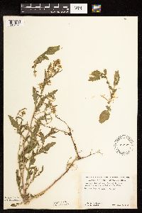 Rorippa palustris subsp. palustris image
