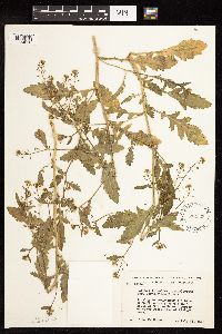 Rorippa palustris subsp. palustris image