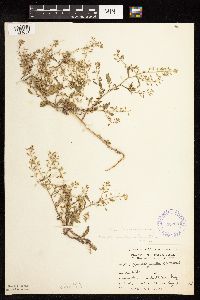 Rorippa palustris subsp. palustris image