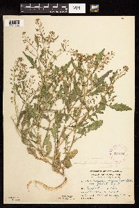 Rorippa palustris subsp. palustris image