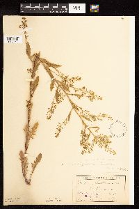 Rorippa palustris subsp. palustris image
