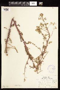 Rorippa palustris subsp. palustris image