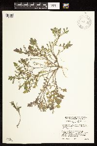Rorippa palustris subsp. palustris image