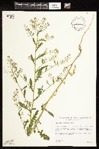 Rorippa palustris subsp. palustris image