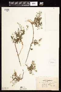 Rorippa palustris subsp. palustris image