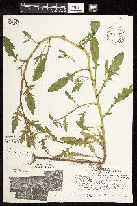 Rorippa palustris subsp. palustris image