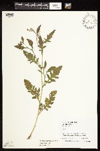 Rorippa palustris subsp. palustris image