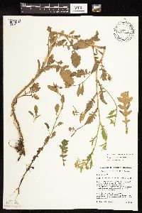 Rorippa palustris subsp. palustris image